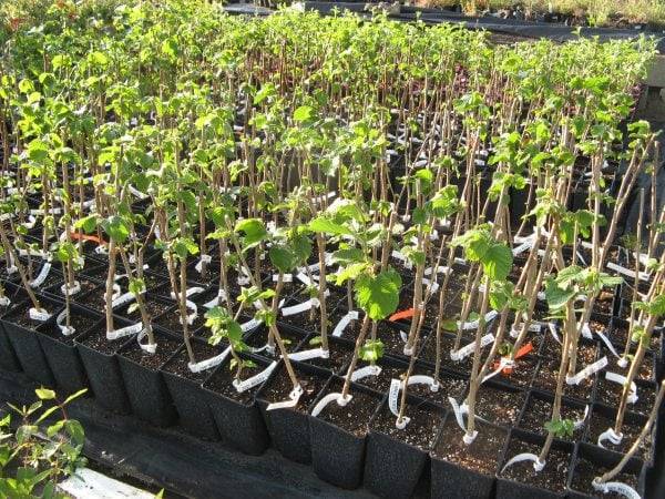 Како да ги одберете најдобрите контејнери и саксии за садење растенија