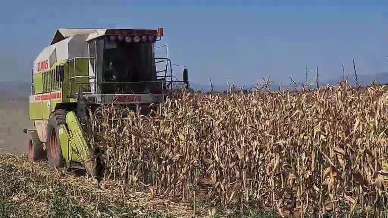 Намален приносот на пченка во светот  за 10 милиони тони, додека Кина го удвојува увозот
