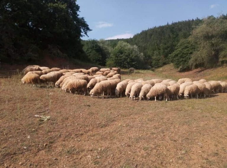 Нега на овците по јагнење
