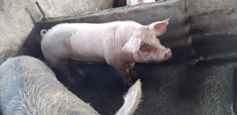 6 најчести почетнички грешки при одгледување свињи и како да ги избегнете