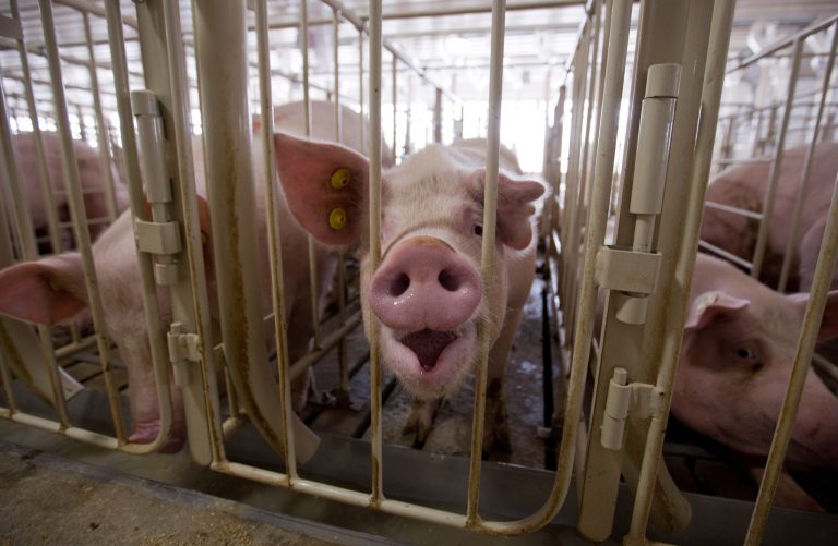 Робот ги храни свињите пуштајќи им класична музика