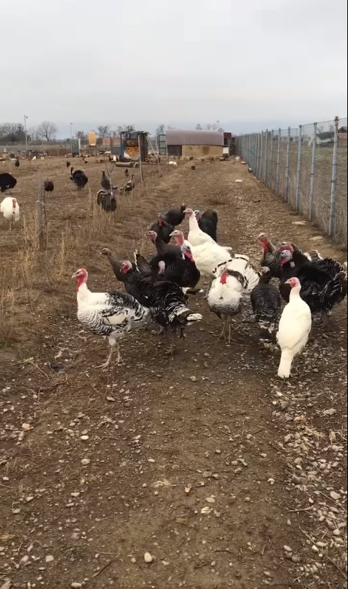 Мисирки прва класа – се продаваат