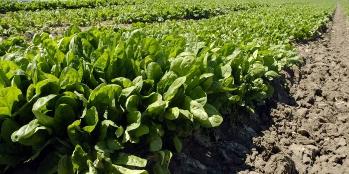 farming_spinach-1500x750