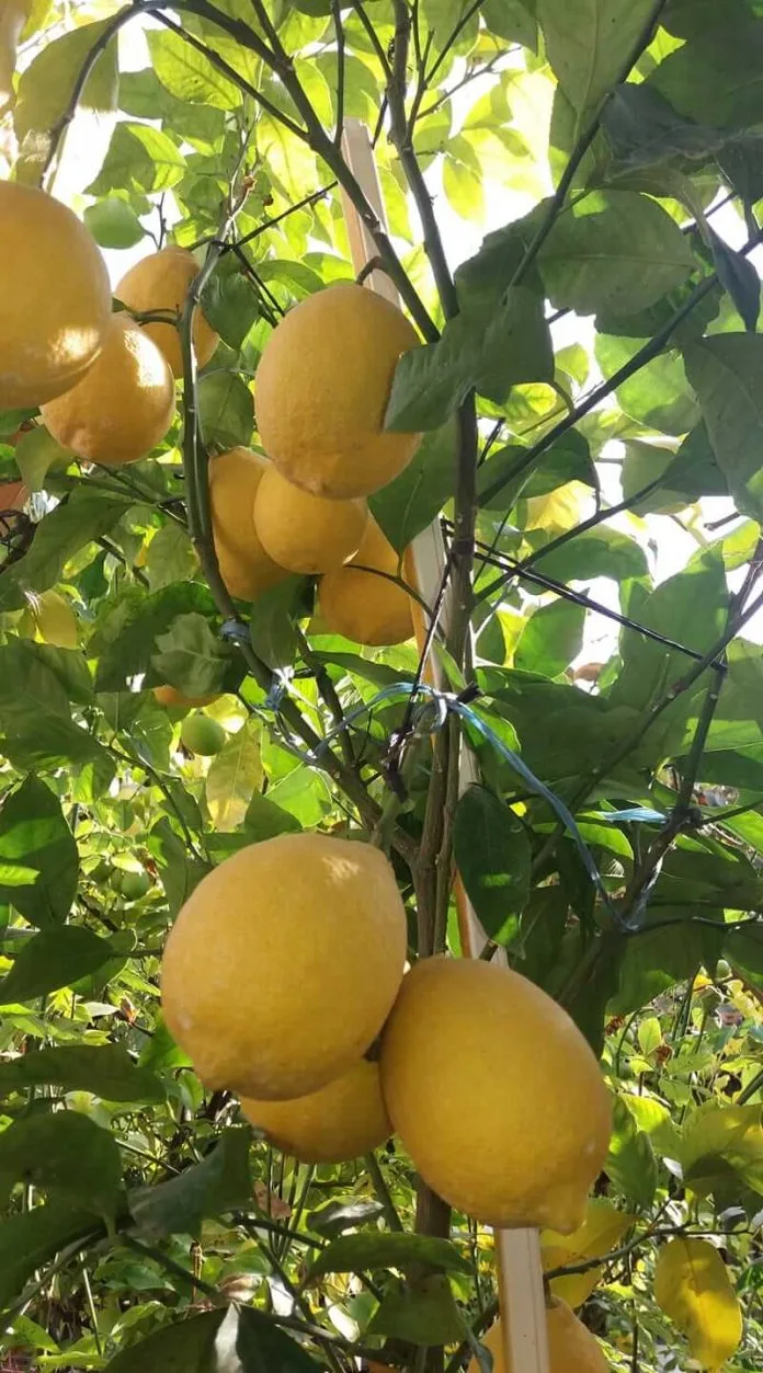 лимонот лимонот