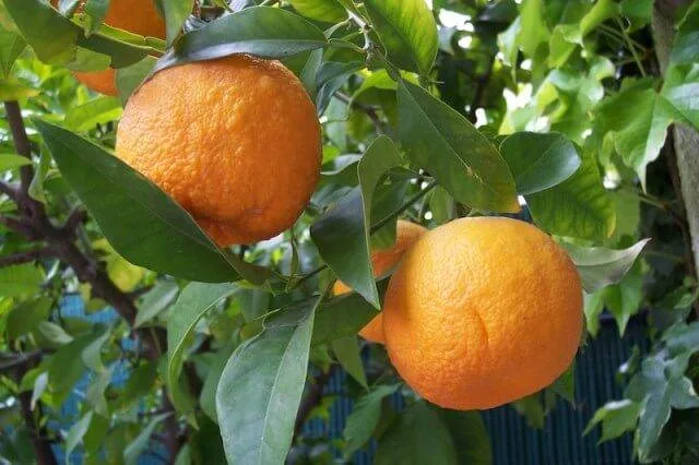 портокали