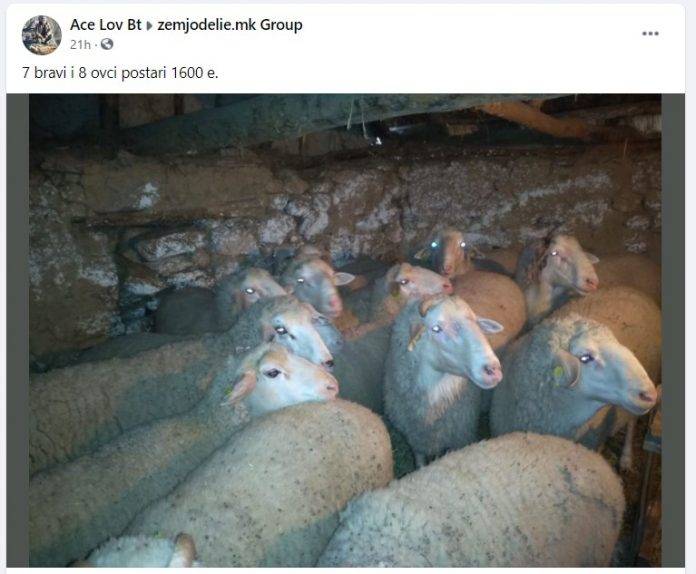 овци-се-продава-група