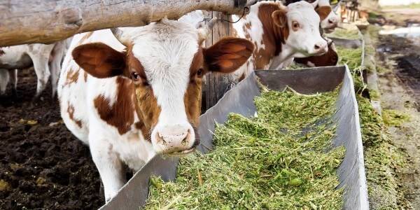 Болести кај говедата под влијание на микотоксини