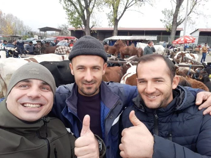 Цени на жив добиток на сточните пазар низ Македонија