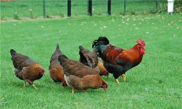 бронхитис кај кокошки
