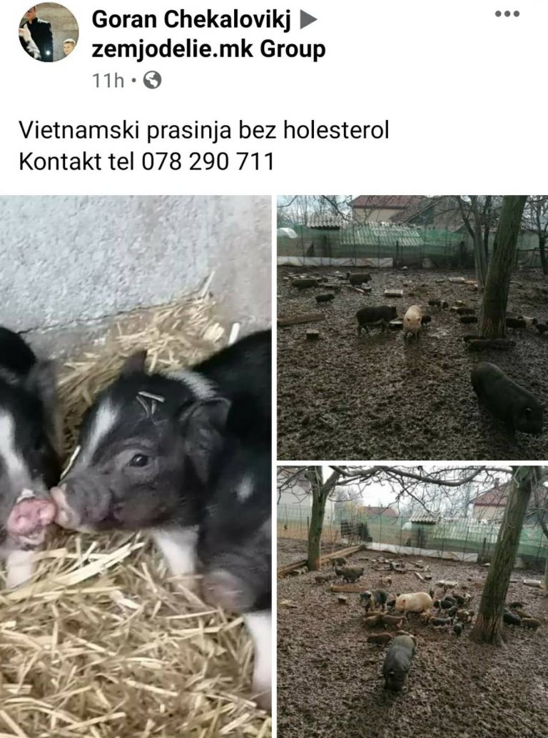 Виетнамски прасиња – се продаваат