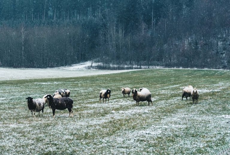 Заштита на овците од зимските студови
