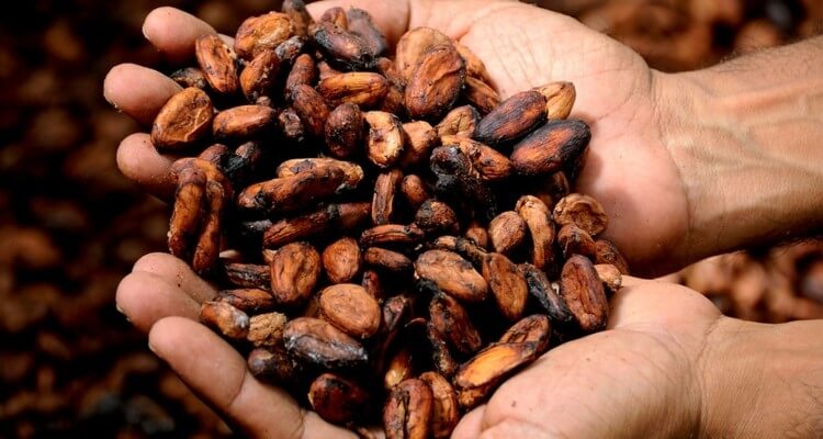 Производителите на какао во незавидна позиција