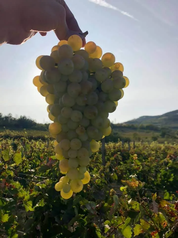 квалитетно грозје