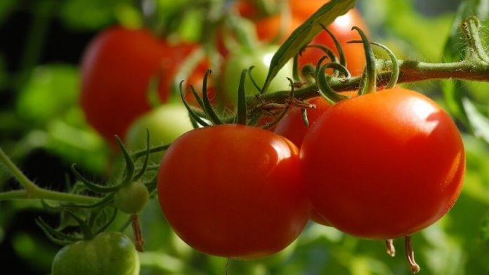 нови видови домати