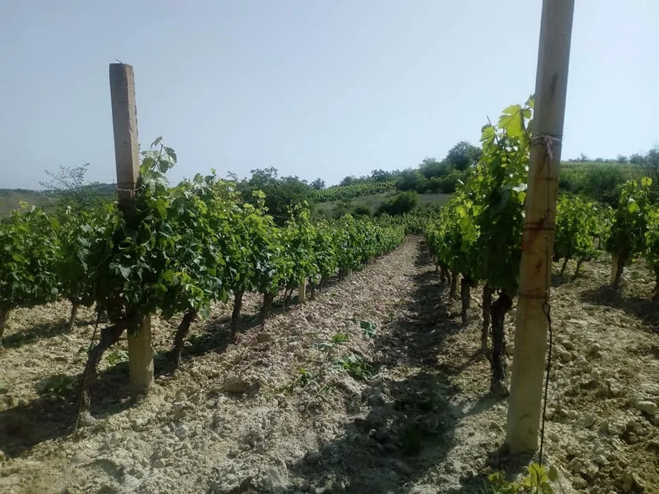 Производство на грозје