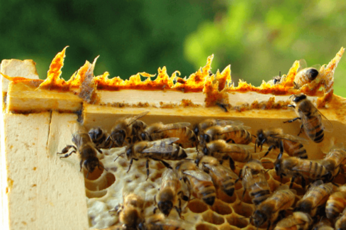 пчелите користат прополис