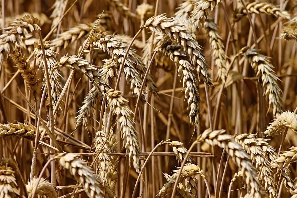 цените на житото