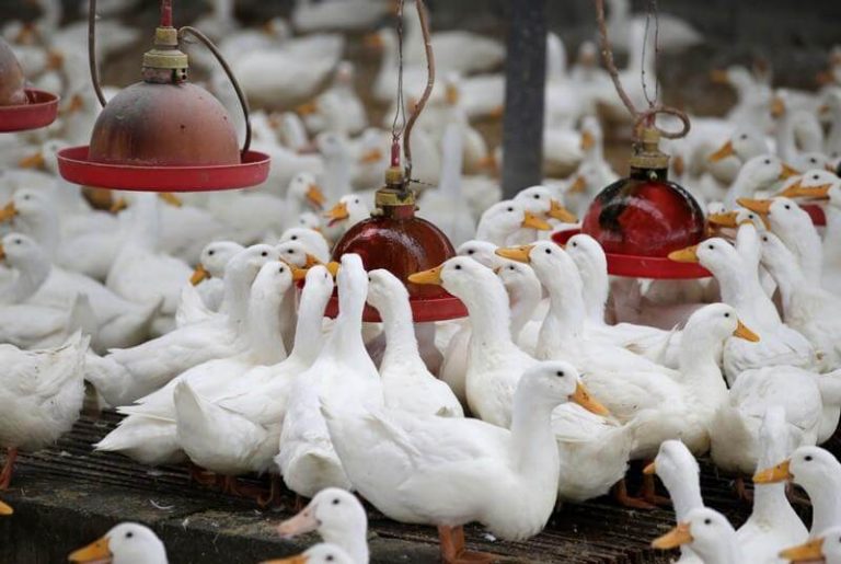 160.000 еутаназирани патки во Бугарија