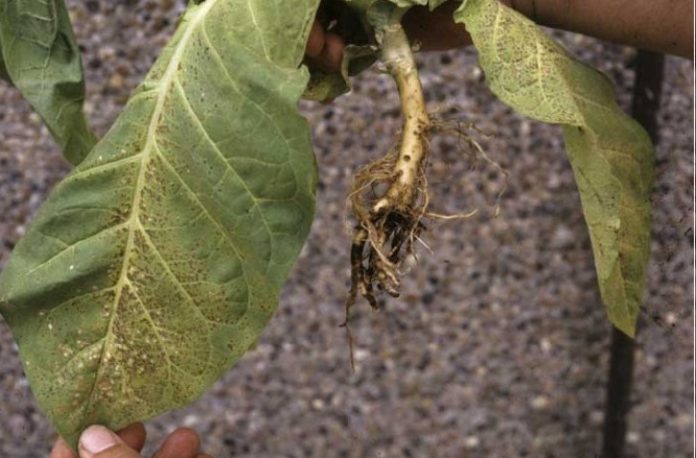 Поцрнување на коренот кај тутунот - Chalata elegans