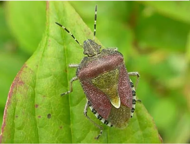 Смрдлив Mартин - Dolycoris baccarum