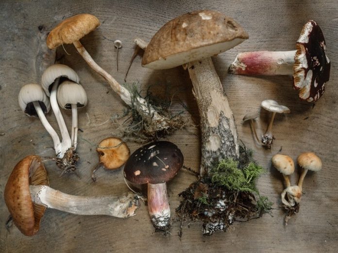 Хранлива вредност на печурките