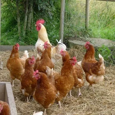 вашите кокошки