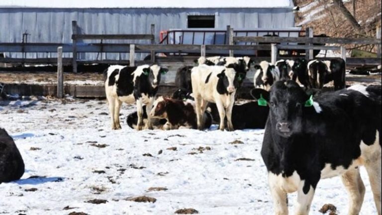 Голем студ: добитокот умира, а млекото се фрла