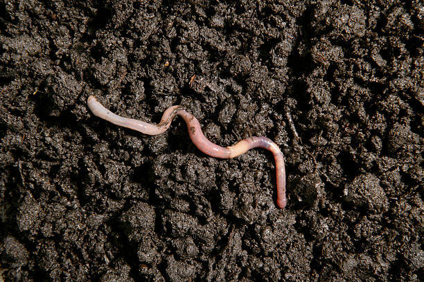 Дождовните црви се одлични за плодноста почвата