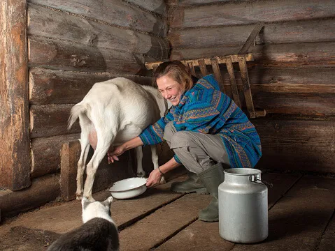 козјо млеко