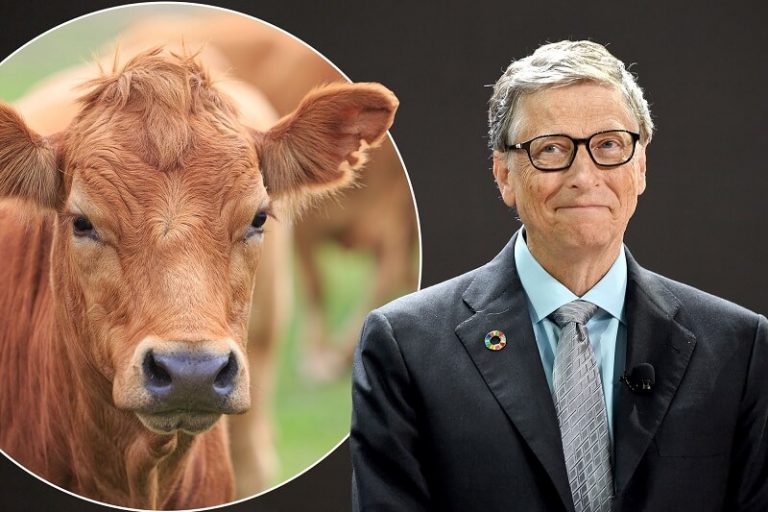 Бил Гејтс промовира синтетичко говедско месо