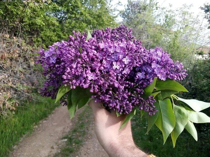 јоргован