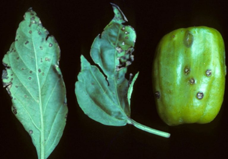 Бактериска дамкавост на листовите кај пиперката