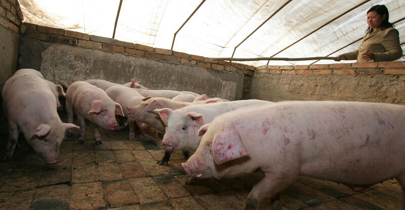 Заразени 16 000 свињи
