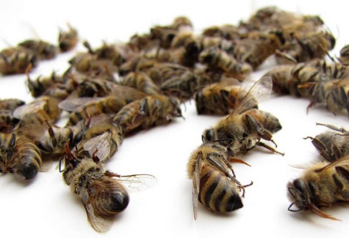 Смртноста на пчелите