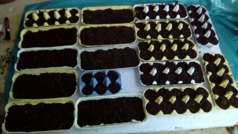 Садници во кутии за јајца – додајте им талог од кафе