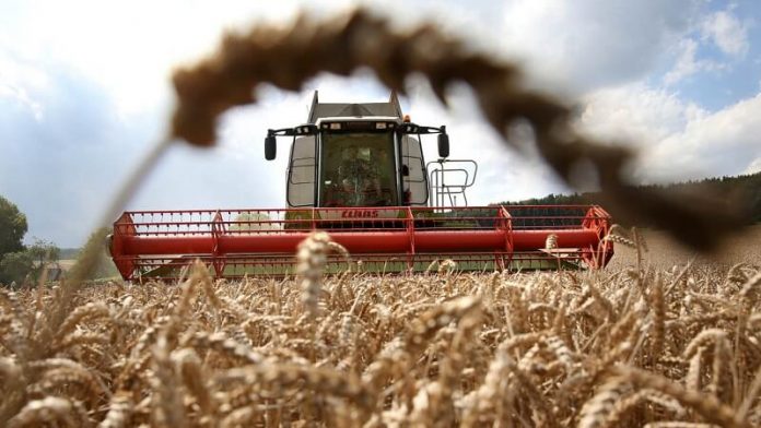 цените на житото опаѓаат