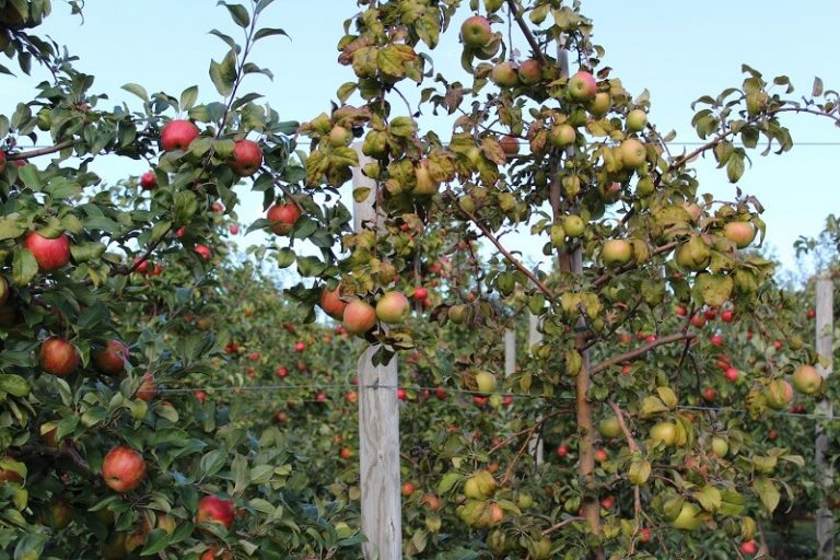 Мистериозно изумирање на јаболкниците во Америка