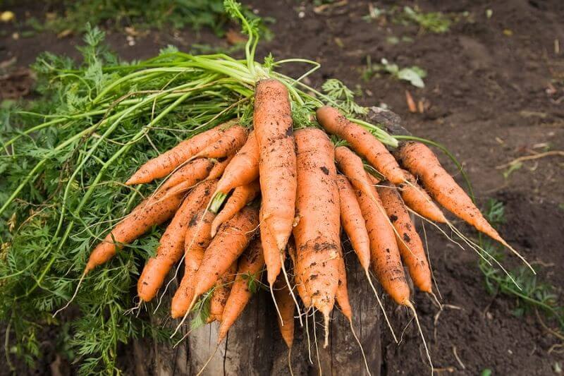 сеидба на моркови
