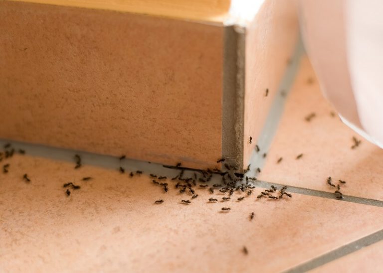 Како да ги истерате мравките од градината и од куќата