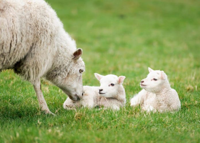 овци за оплодување