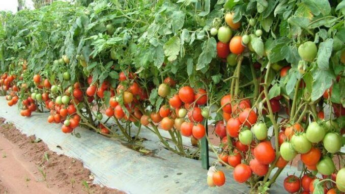 сочни домати