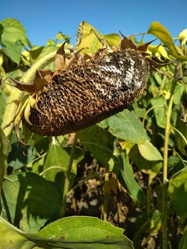 Бело гниење