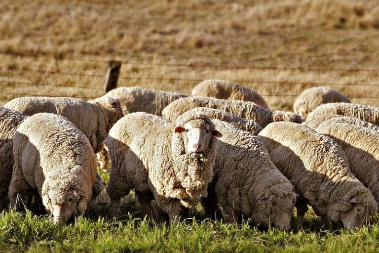 Колку храна и вода им треба на овците во лето?