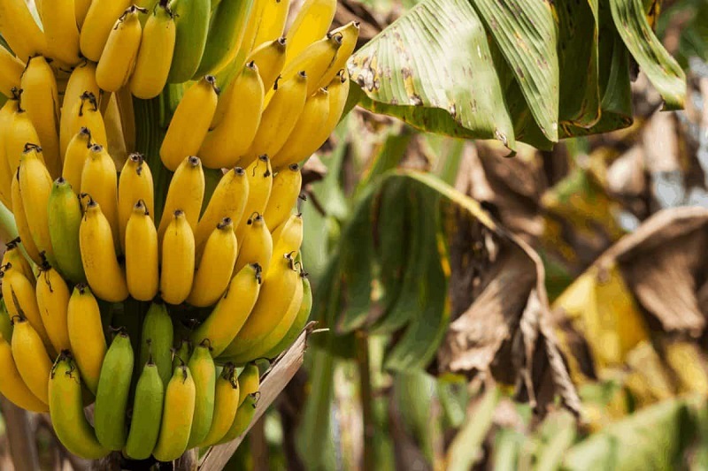 да одгледувате банани