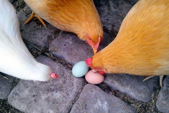 колвање на јајца