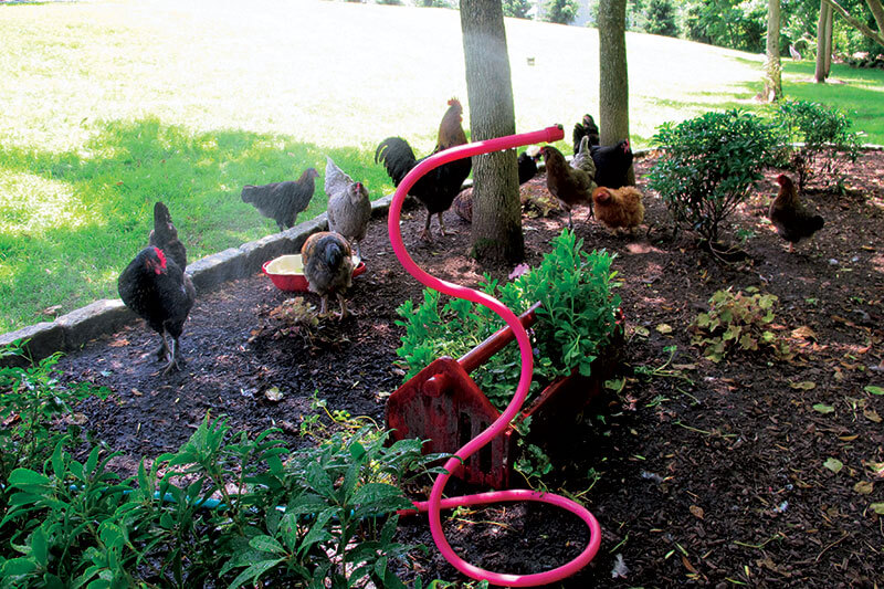 Одгледување кокошки