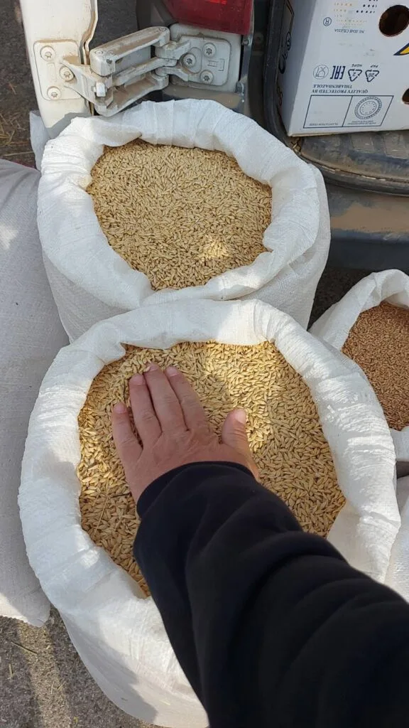 Јачмен пченица барајте го Игор 078392367