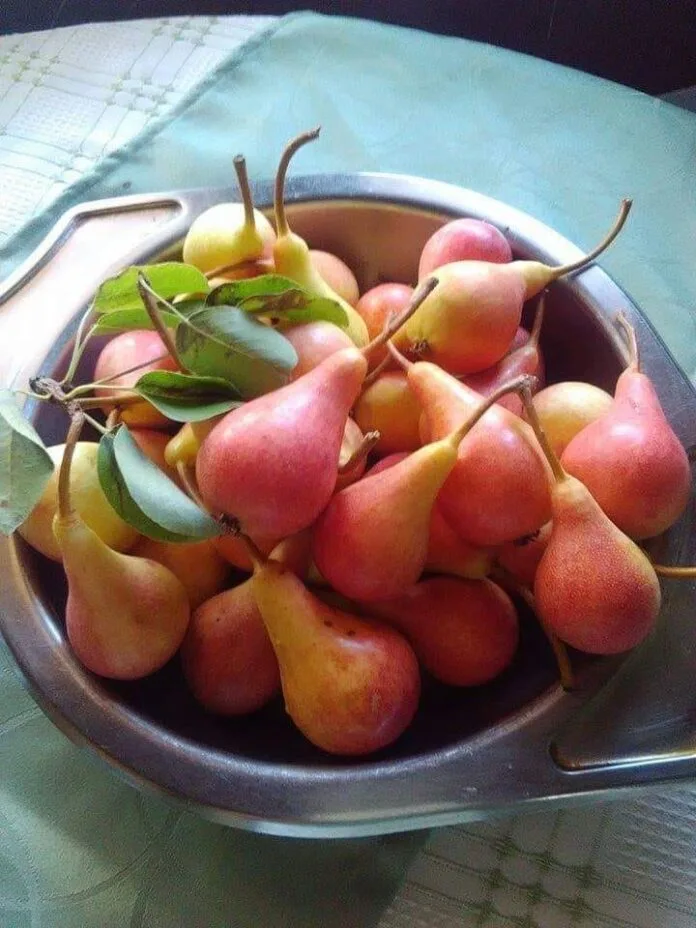 Јунска лепотица Јунска лепотица