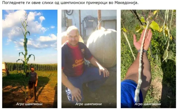 Тиква пченка и грав Тиква пченка и грав