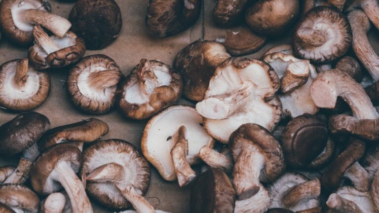 Шитаке печурки – храна заштитник на имунитетот